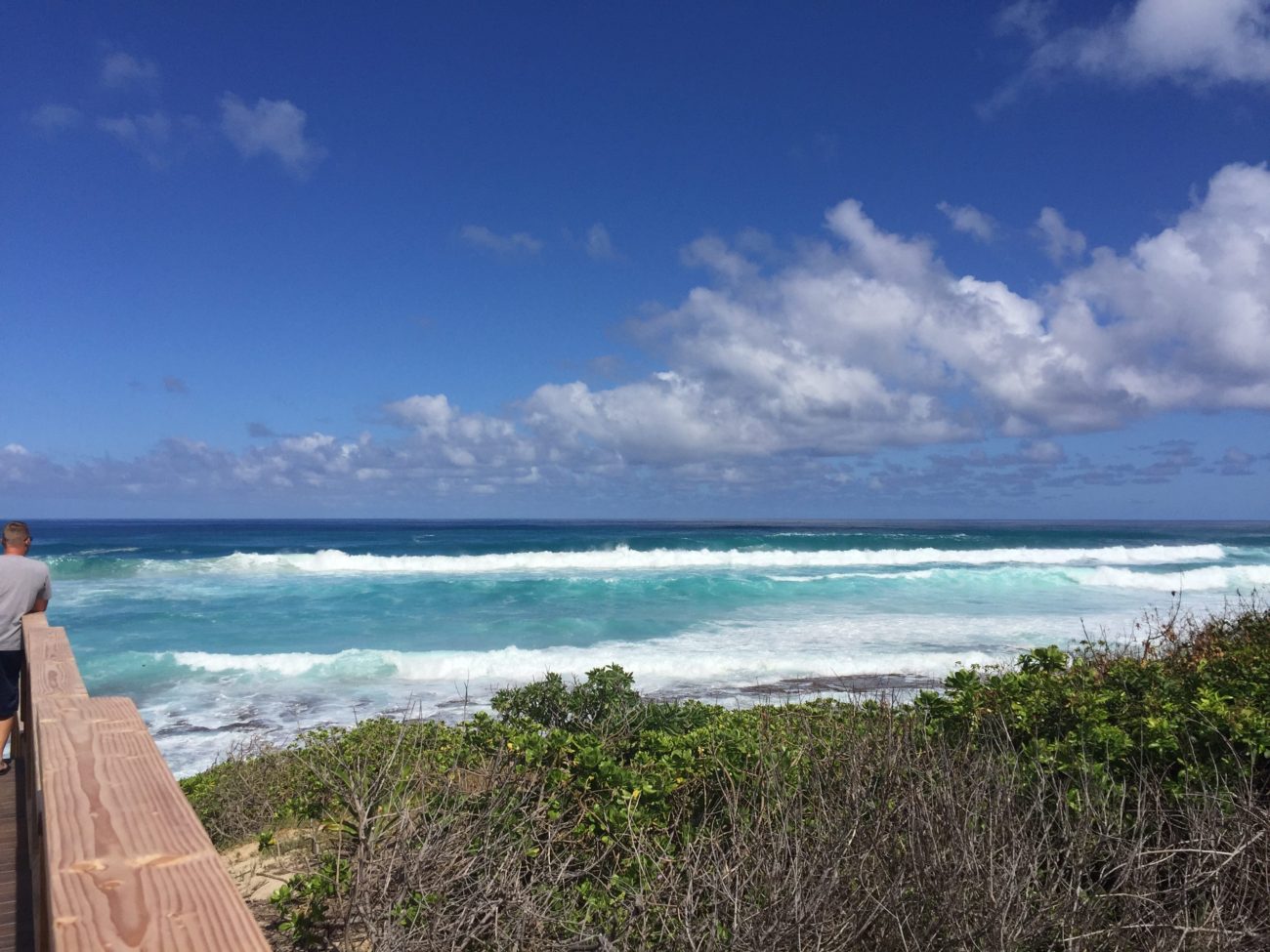 hawaii,dogrun