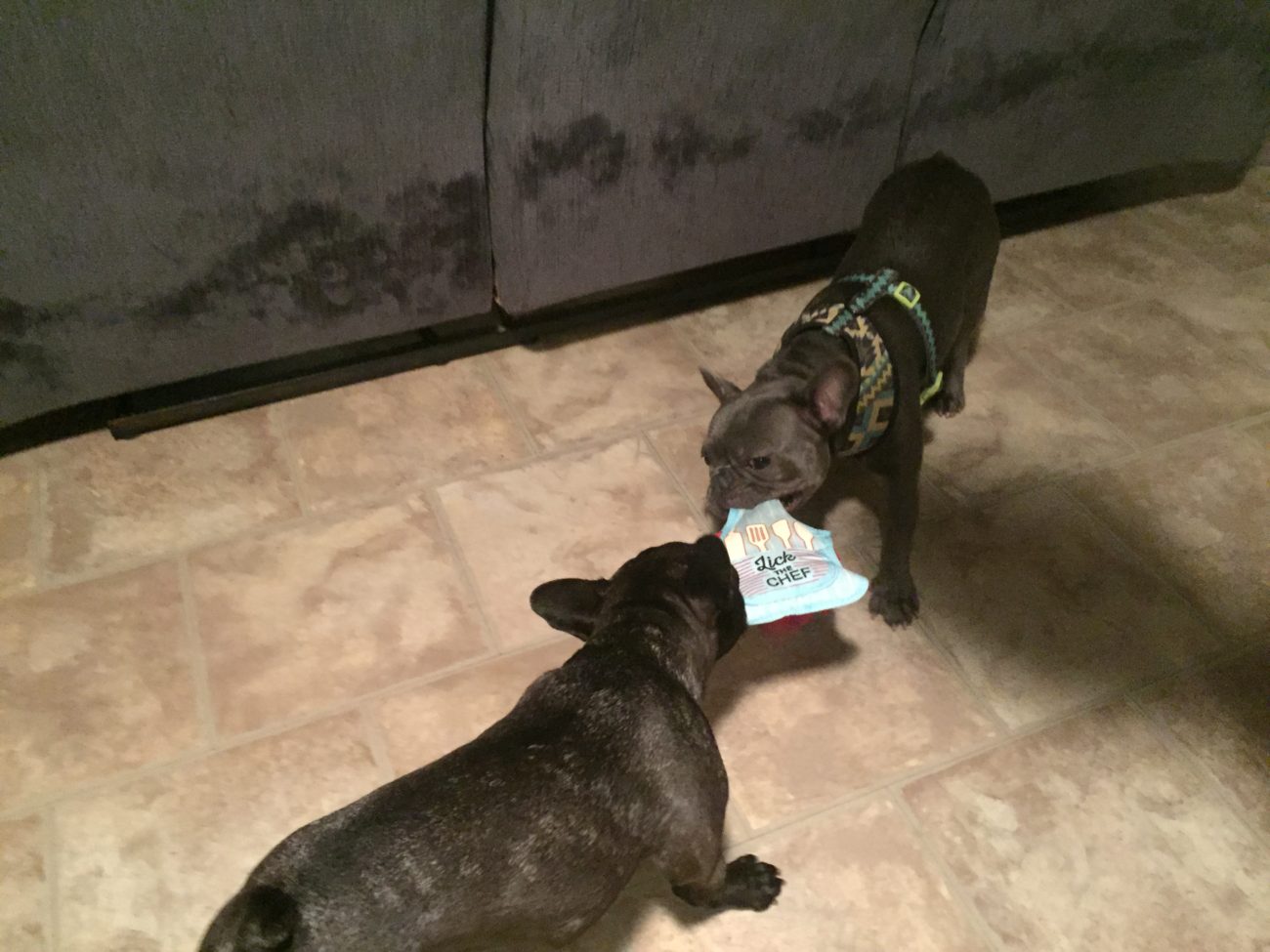 BarkBox