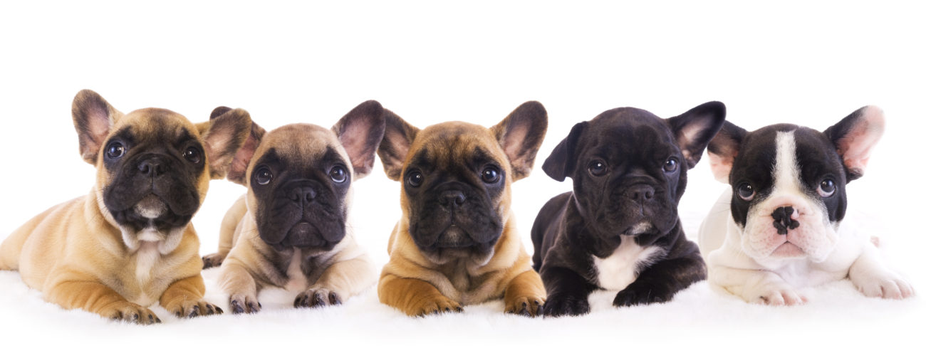 5Puppy
