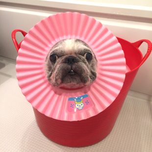 フレンチブルドッグまんが