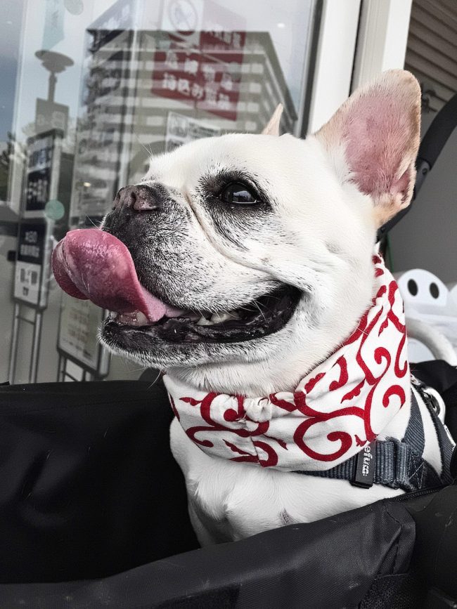どうしてこんなにも犬たちは