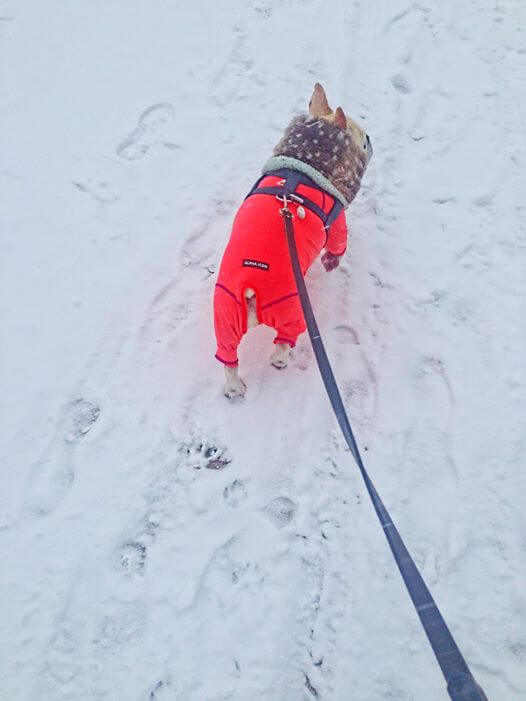 どうしてこんなにも犬たちは