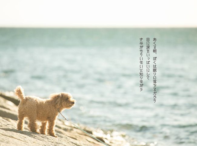 どうしてこんなにも犬たちは