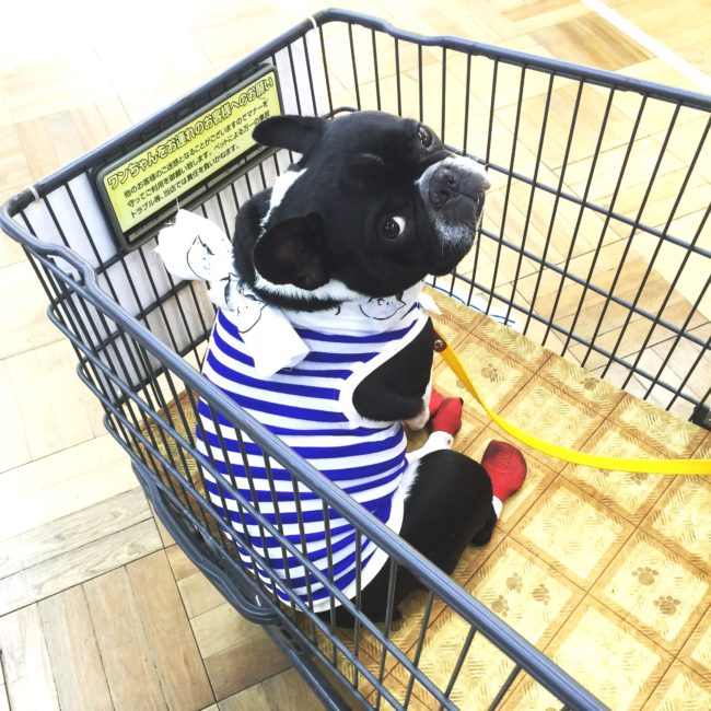 フレンチブルドッグ買い物