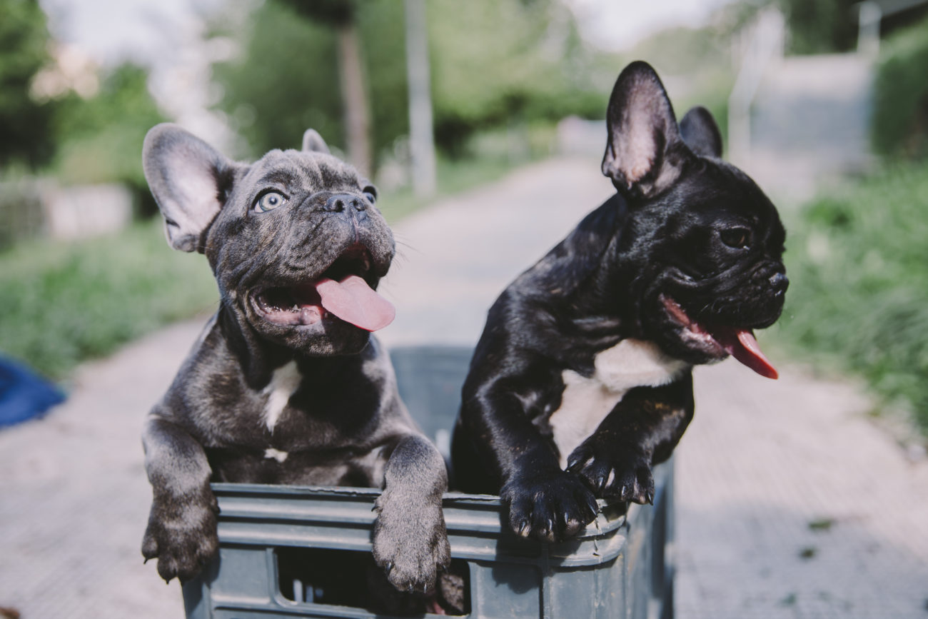 フレンチブルドッグにおすすめのペットカート4選!〜コンパクトサイズ&耐荷重クリアの商品だけをピックアップ〜 フレンチブルドッグライフ