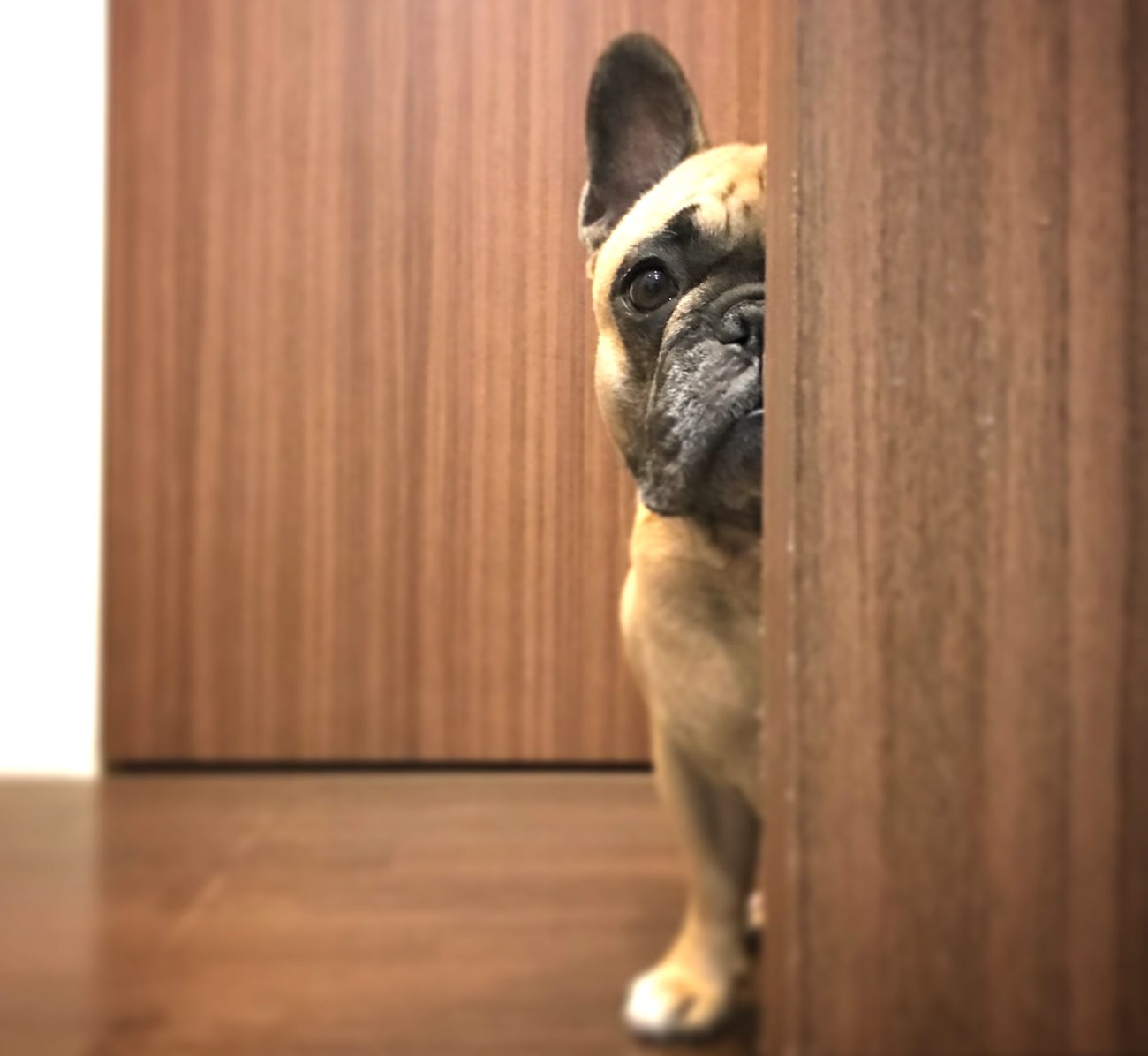 フレンチブルドッグ