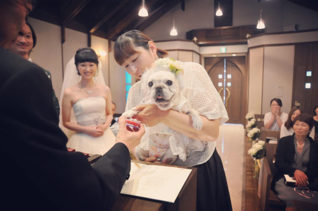 フレンチブルドッグ結婚式