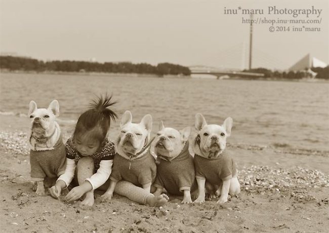 フレンチブルドッグ写真