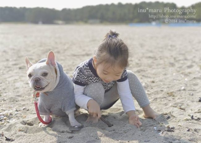 フレンチブルドッグ写真