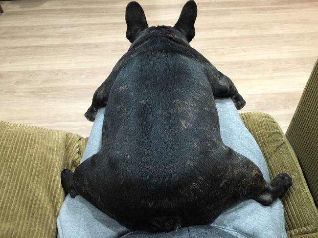 フレンチブルドッグ性格
