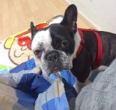 フレンチブルドッグ保護犬