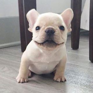 インスタグラム