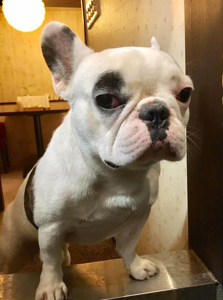 迷子犬