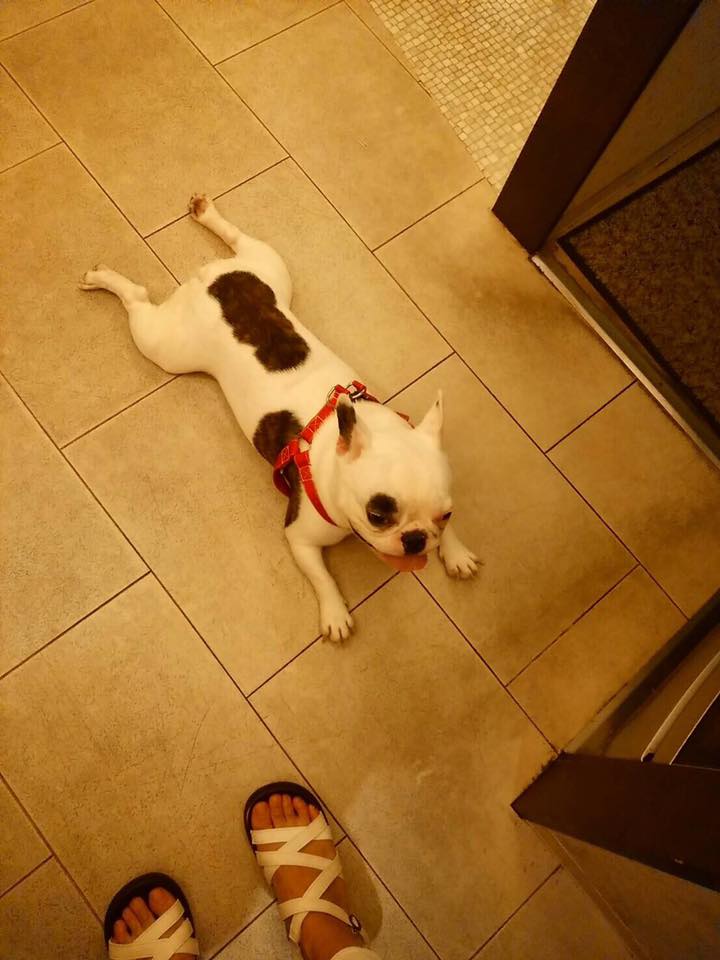 迷子犬