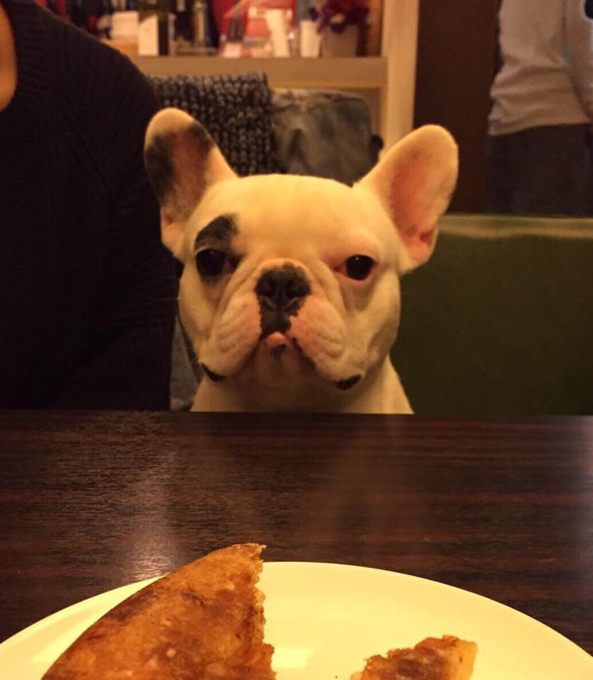 迷子犬