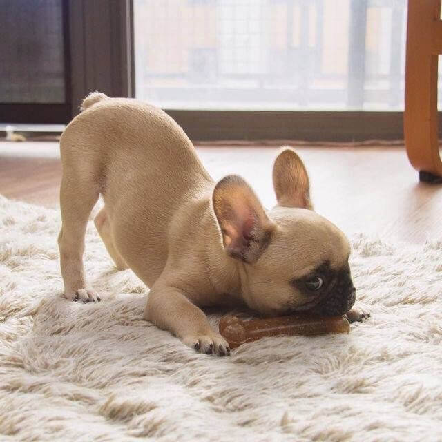 フレンチブルドッグぬいぐるみ