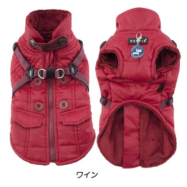 フレンチブルドッグ パピア