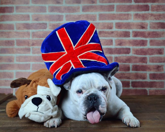 フレンチブルドッグ イギリス