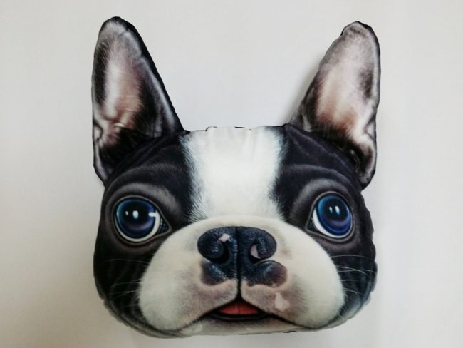 フレンチブルドッグ パイド