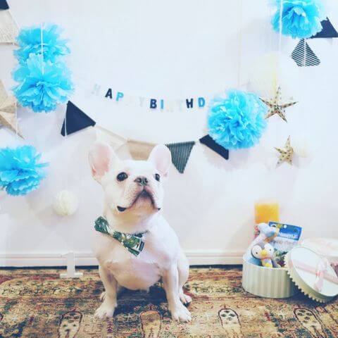 フレンチブルドッグ 誕生日