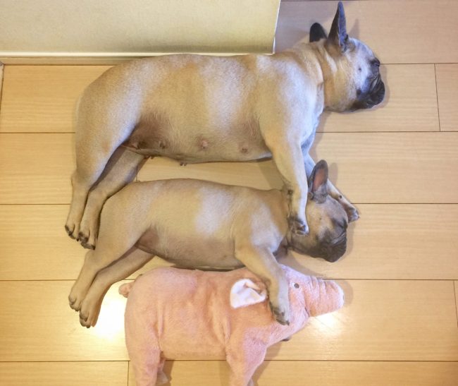 フレンチブルドッグ 暑い