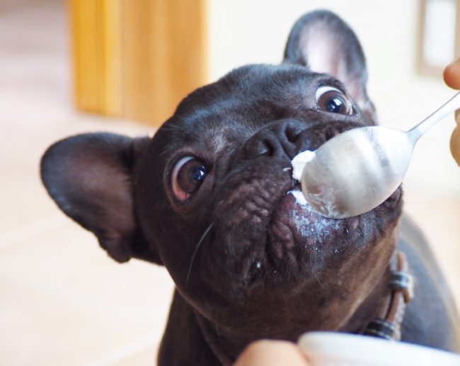 フレンチブルドッグ 食べる
