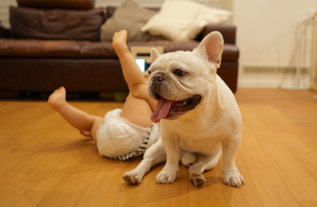 フレンチブルドッグ おもしろ