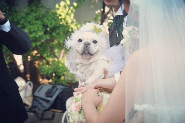 フレンチブルドッグ結婚式