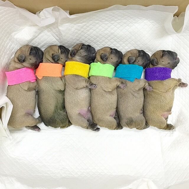 フレンチブルドッグ子犬