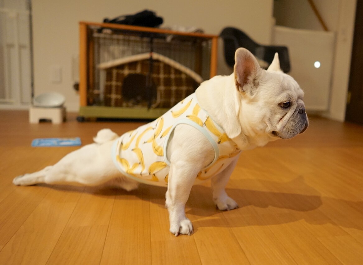 フレンチブルドッグ性格