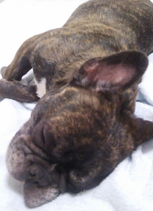 フレンチブルドッグ保護犬