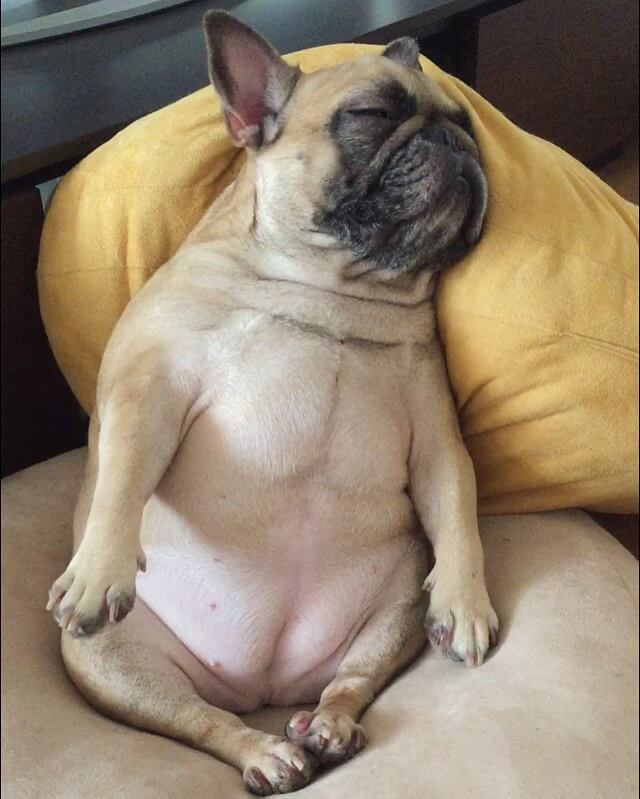フレンチブルドッグ眠る