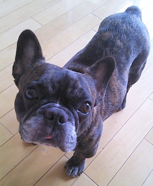 フレンチブルドッグ保護犬
