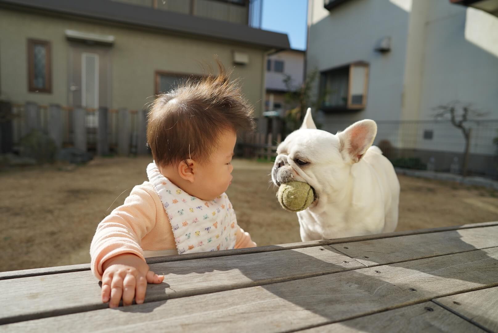 フレンチブルドッグ子供