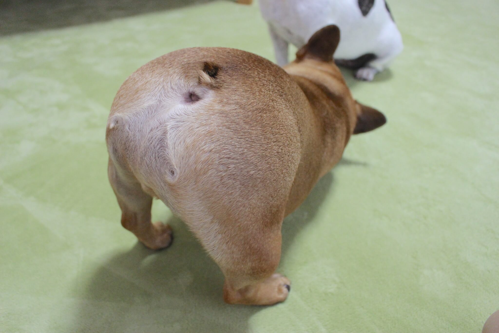 フレンチブルドッグおしり祭