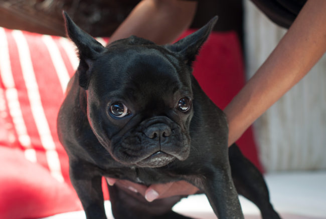 フレンチブルドッグ保護犬