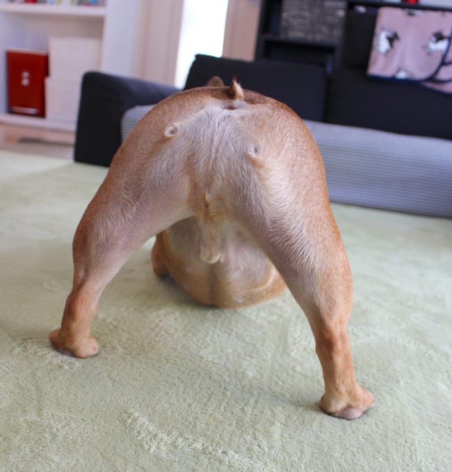 フレンチブルドッグおしり