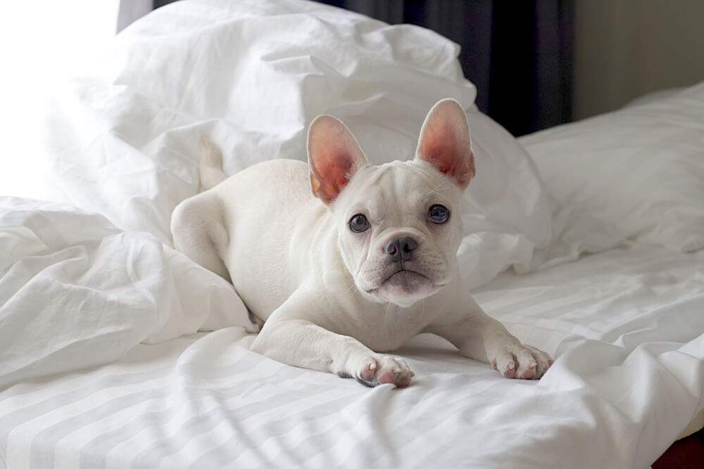 フレンチブルドッグ,優しい,パピー