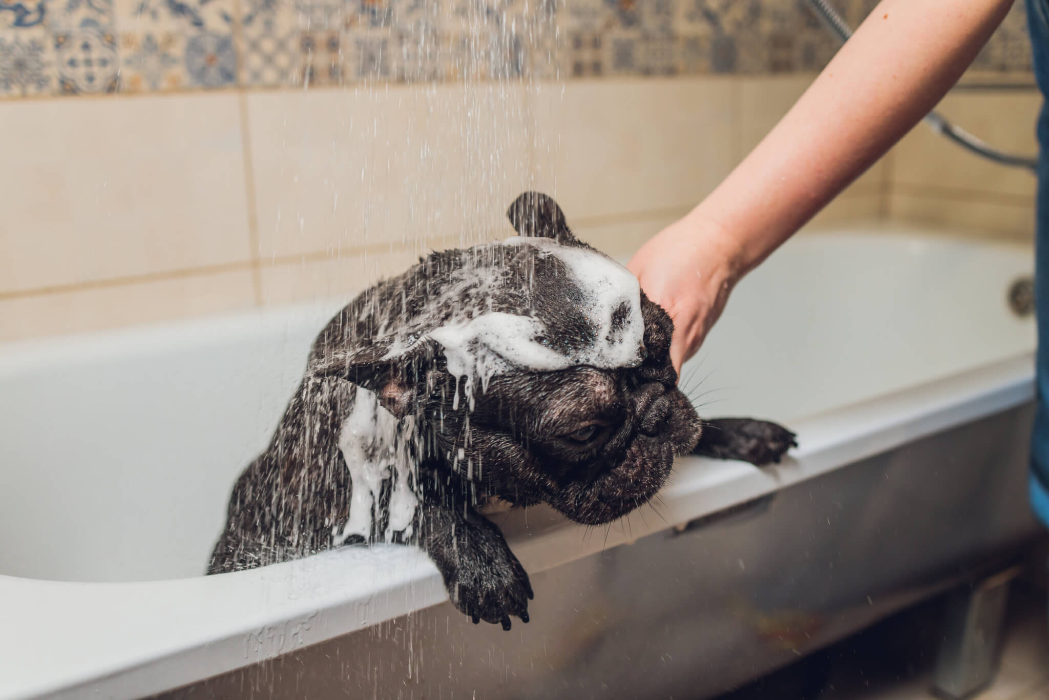 フレンチブルドッグ