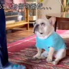 フレンチブルドッグ,動画
